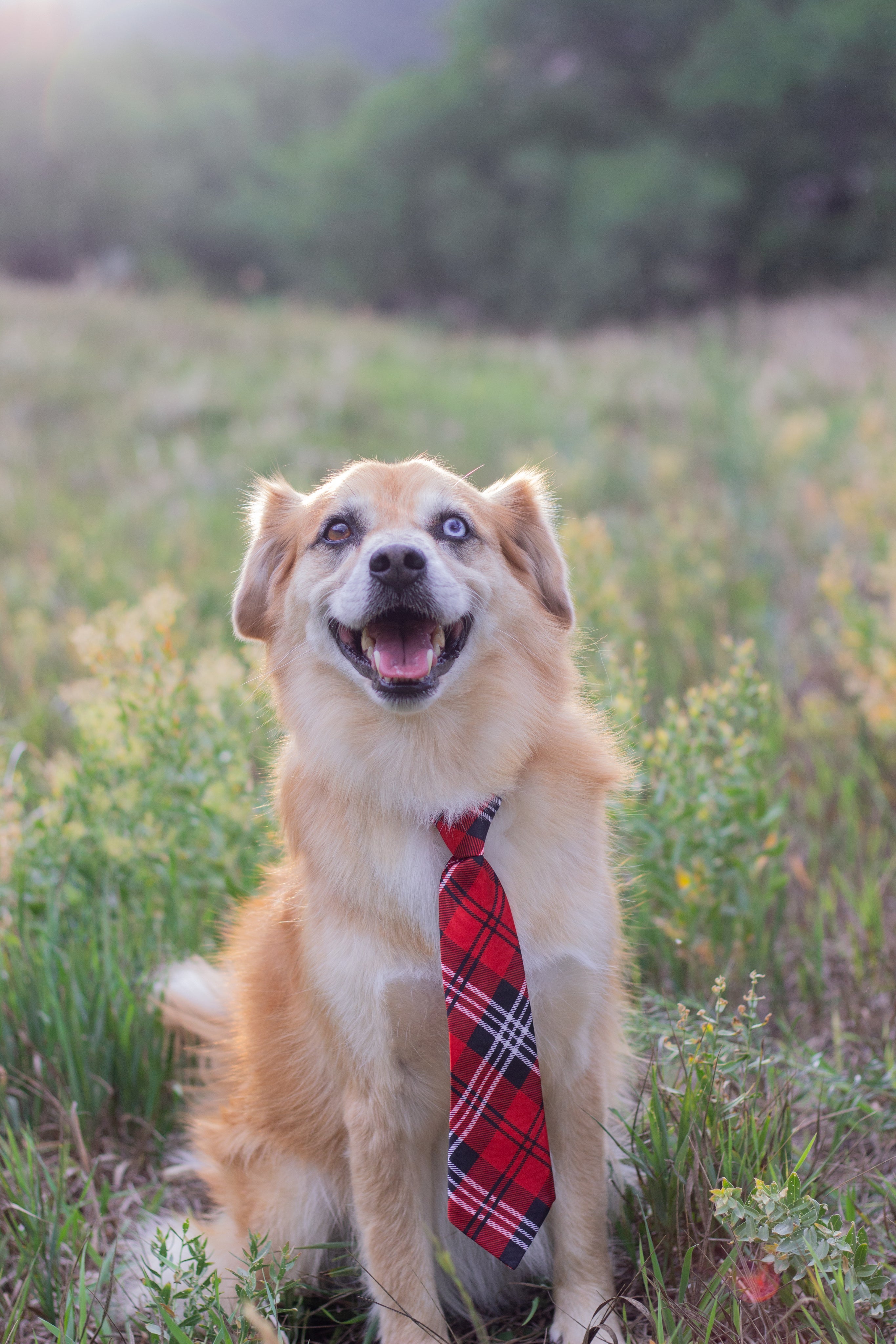Happy healthy dog - taurine for heart health