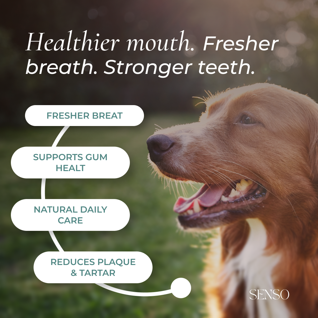 Dental Care sensopet.co.uk