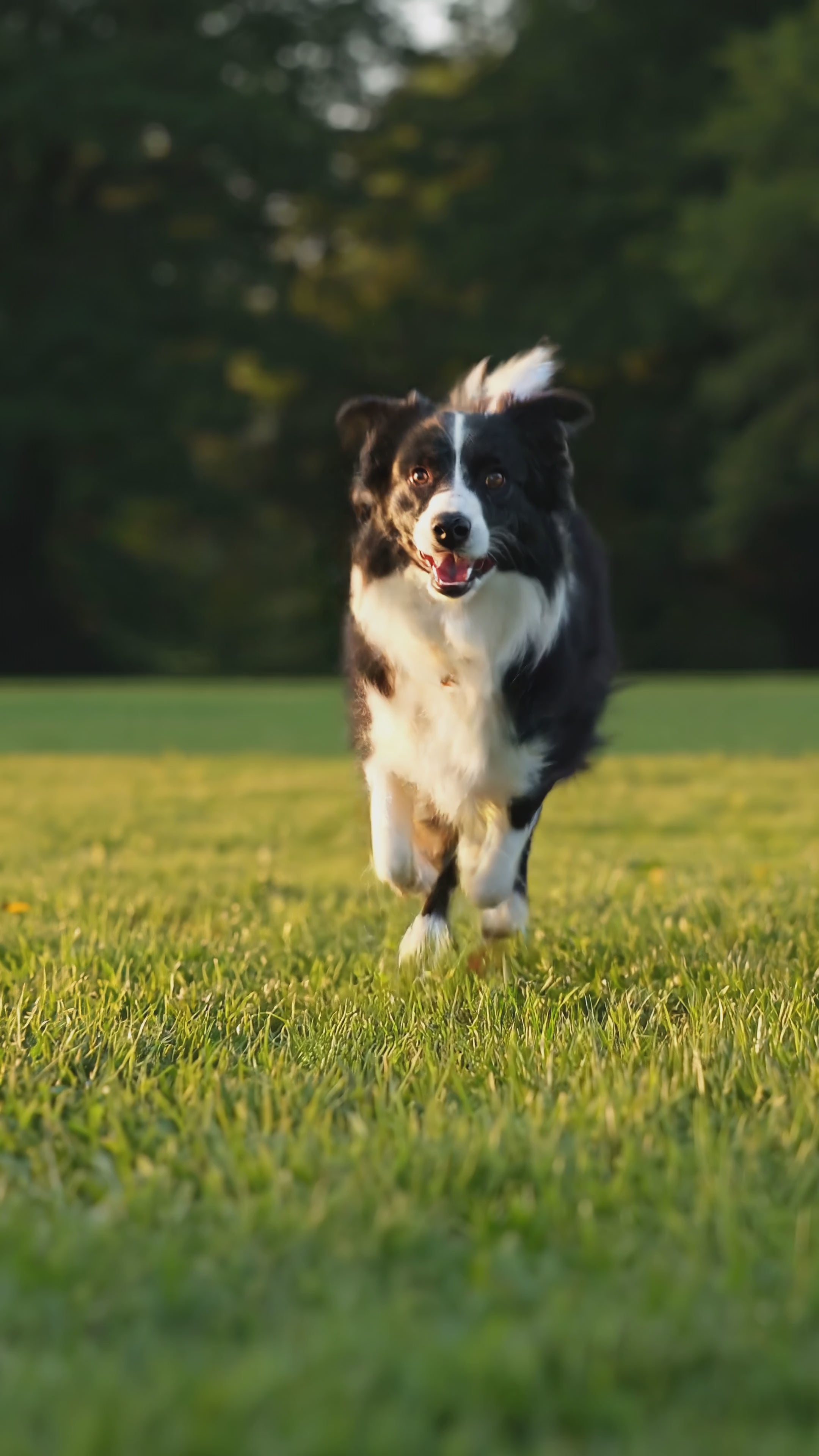 Załaduj wideo: Byczy